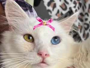 Gato raça SRD-ViraLata idade 7 a 11 meses nome Nicole 