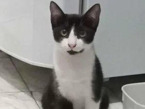 Gato raça SRD-ViraLata idade 7 a 11 meses nome Frajolinha