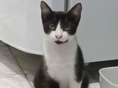 Gato raça SRD-ViraLata idade 7 a 11 meses nome Frajolinha