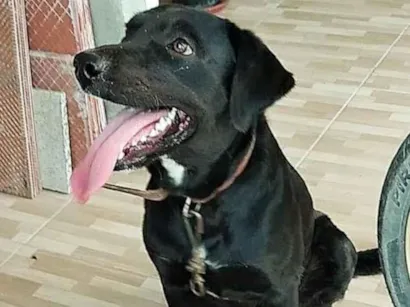 Cachorro raça SRD-ViraLata idade 5 anos nome Blade