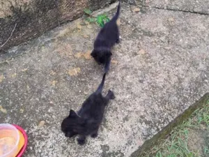 Gato raça SRD-ViraLata idade 2 a 6 meses nome gatinhos