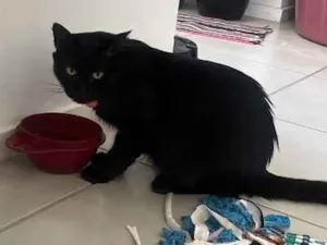 Gato raça SRD-ViraLata idade 1 ano nome Salin
