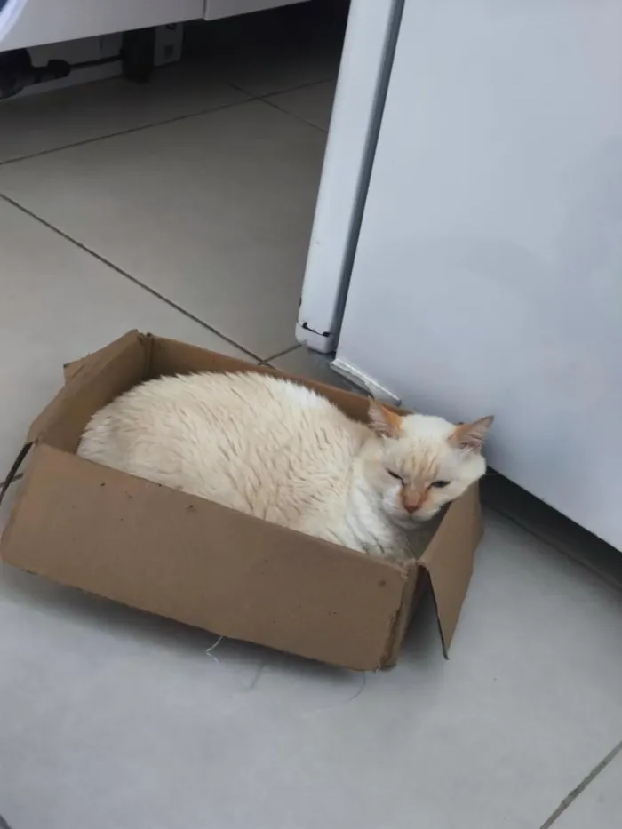 Gato raça SRD-ViraLata idade 6 ou mais anos nome Maggie