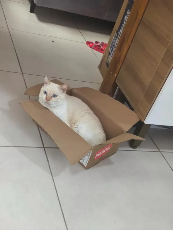 Gato raça SRD-ViraLata idade 6 ou mais anos nome Maggie