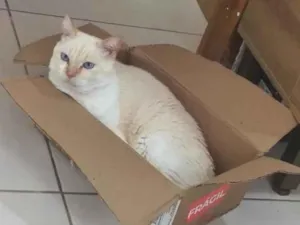 Gato raça SRD-ViraLata idade 6 ou mais anos nome Maggie