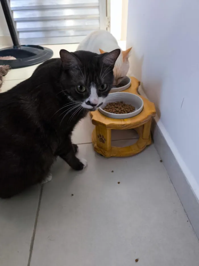 Gato raça SRD-ViraLata idade 6 ou mais anos nome Dora