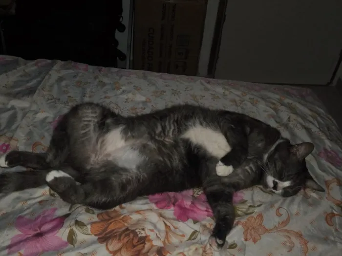 Gato raça SRD-ViraLata idade 6 ou mais anos nome Dora