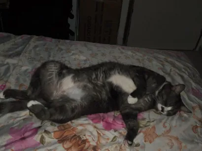 Gato raça SRD-ViraLata idade 6 ou mais anos nome Dora
