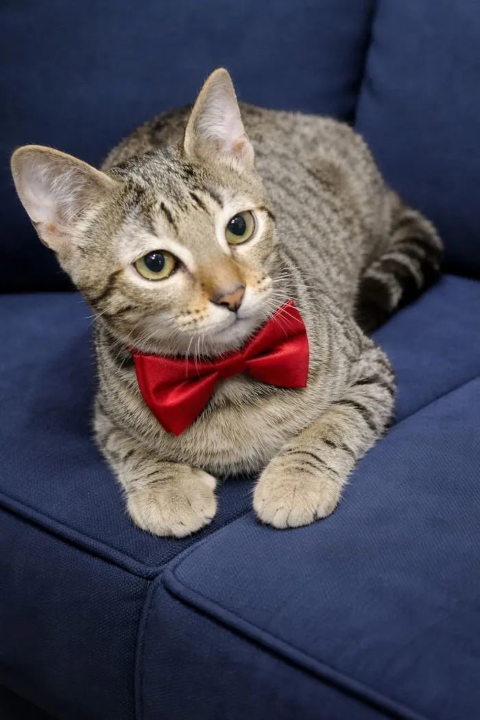 Gato raça SRD-ViraLata idade 2 a 6 meses nome  Fred