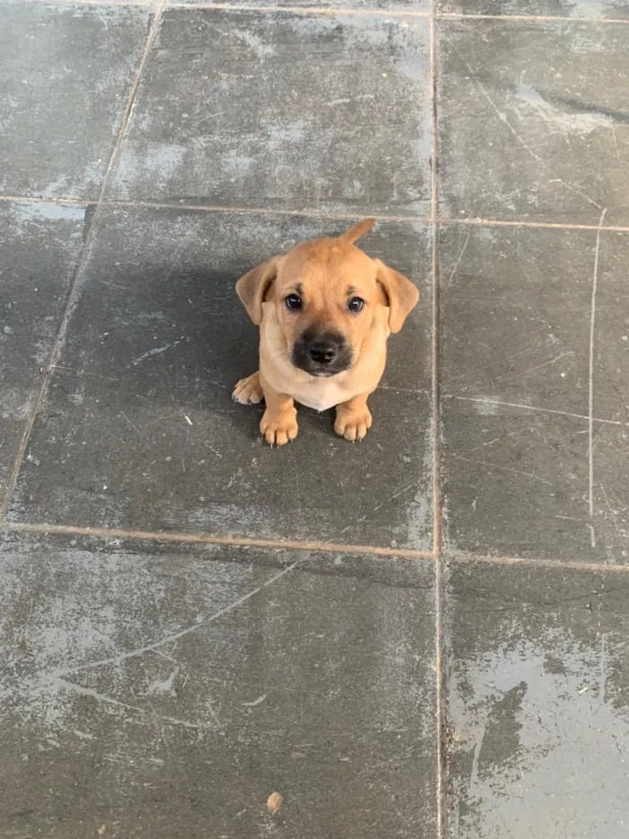 Cachorro raça SRD-ViraLata idade 2 a 6 meses nome Não tem 