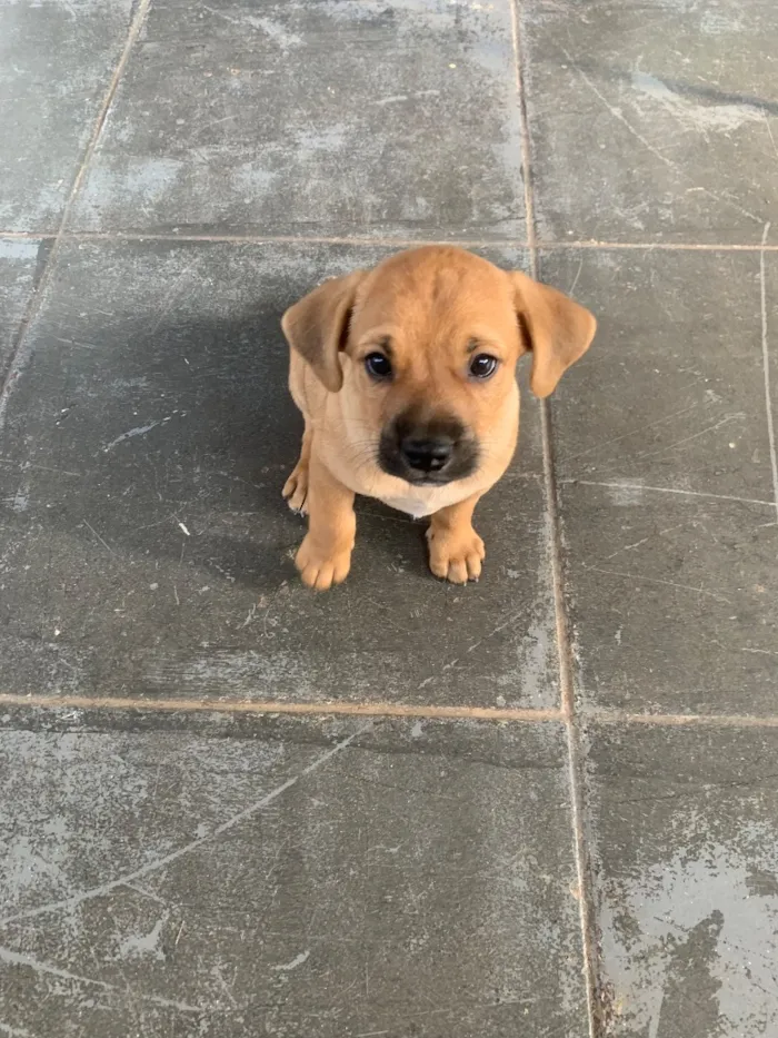 Cachorro raça SRD-ViraLata idade 2 a 6 meses nome Não tem 