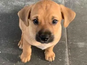 Cachorro raça SRD-ViraLata idade 2 a 6 meses nome Não tem 