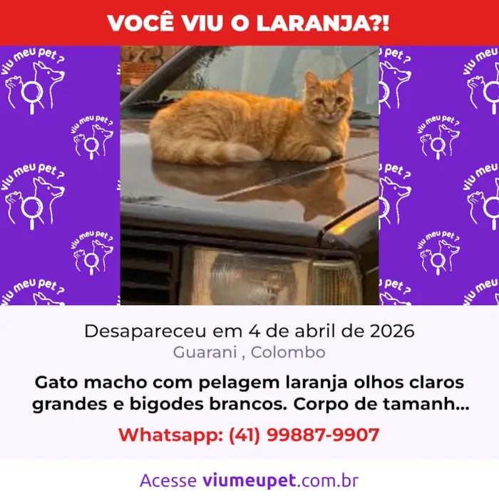 Gato raça SRD-ViraLata idade 2 anos nome laranja 