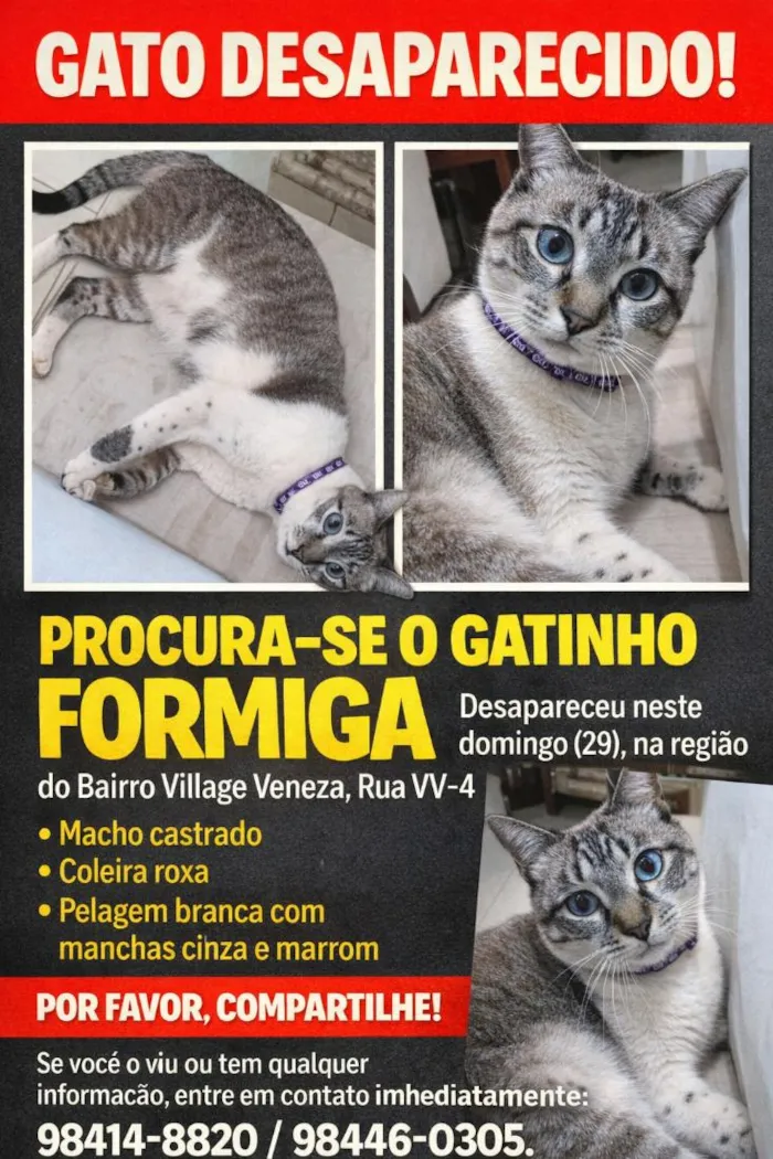 Gato raça SRD-ViraLata idade 1 ano nome Formiga