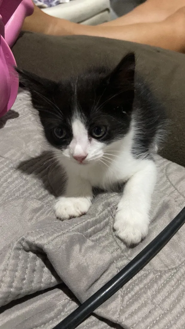 Gato raça SRD-ViraLata idade 2 a 6 meses nome Sem nome 