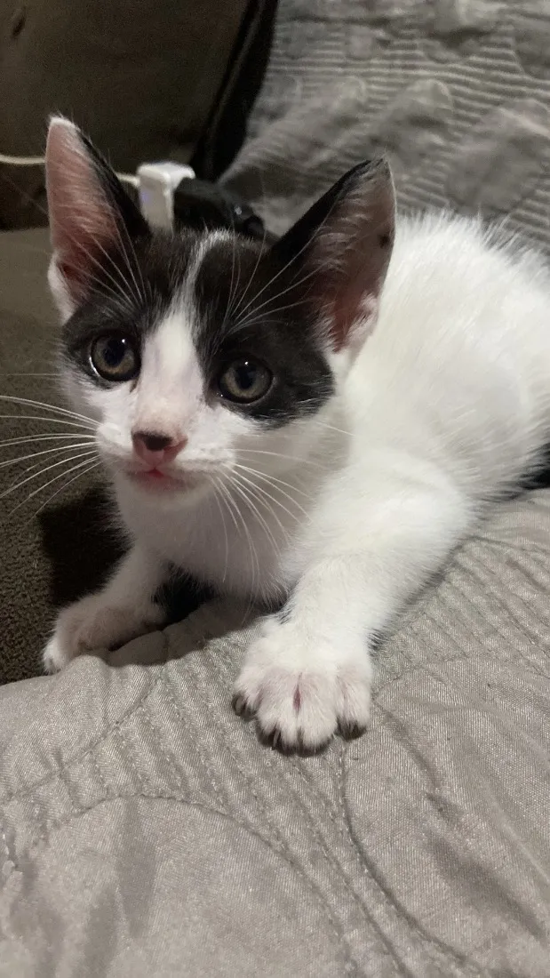 Gato raça SRD-ViraLata idade 2 a 6 meses nome Sem nome 