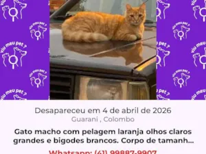 Gato raça SRD-ViraLata idade 2 anos nome laranja 