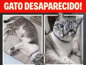 Gato raça SRD-ViraLata idade 1 ano nome Formiga