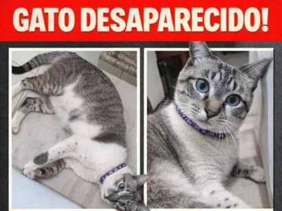 Gato raça SRD-ViraLata idade 1 ano nome Formiga