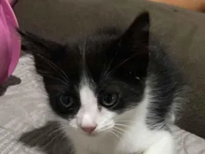 Gato raça SRD-ViraLata idade 2 a 6 meses nome Sem nome 