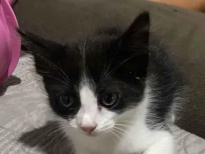 Gato raça SRD-ViraLata idade 2 a 6 meses nome Sem nome 