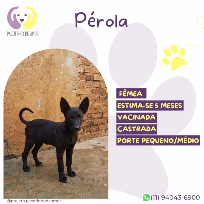 Cachorro raça SRD-ViraLata idade 2 a 6 meses nome Pérola