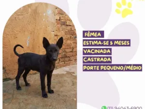Cachorro raça SRD-ViraLata idade 2 a 6 meses nome Pérola
