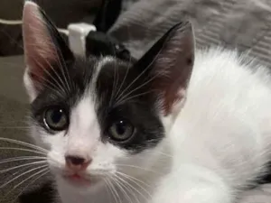 Gato raça SRD-ViraLata idade 2 a 6 meses nome Sem nome 