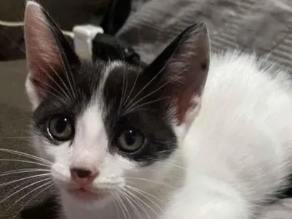 Gato raça SRD-ViraLata idade 2 a 6 meses nome Sem nome 