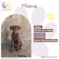 Milena 