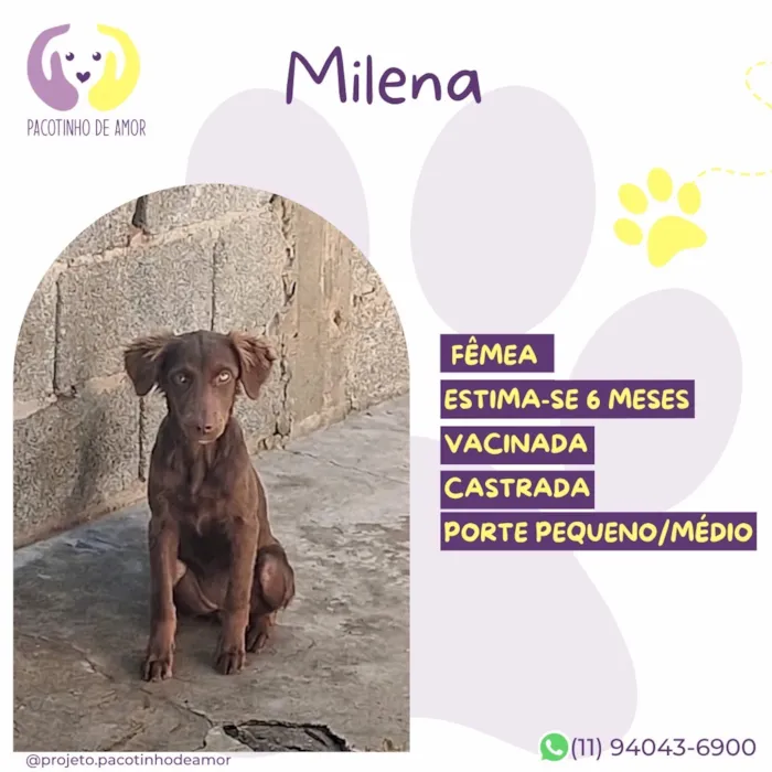 Cachorro raça SRD-ViraLata idade Abaixo de 2 meses nome Milena 