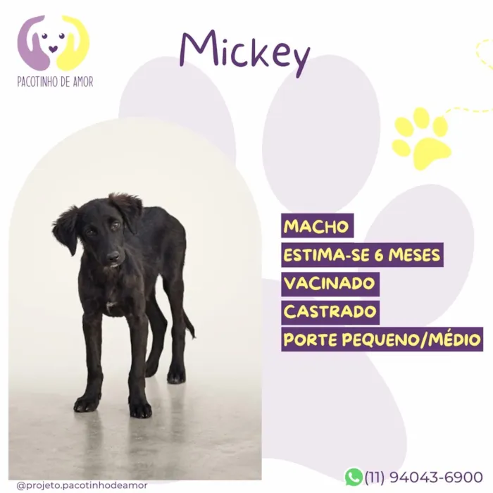 Cachorro raça SRD-ViraLata idade 7 a 11 meses nome Mickey
