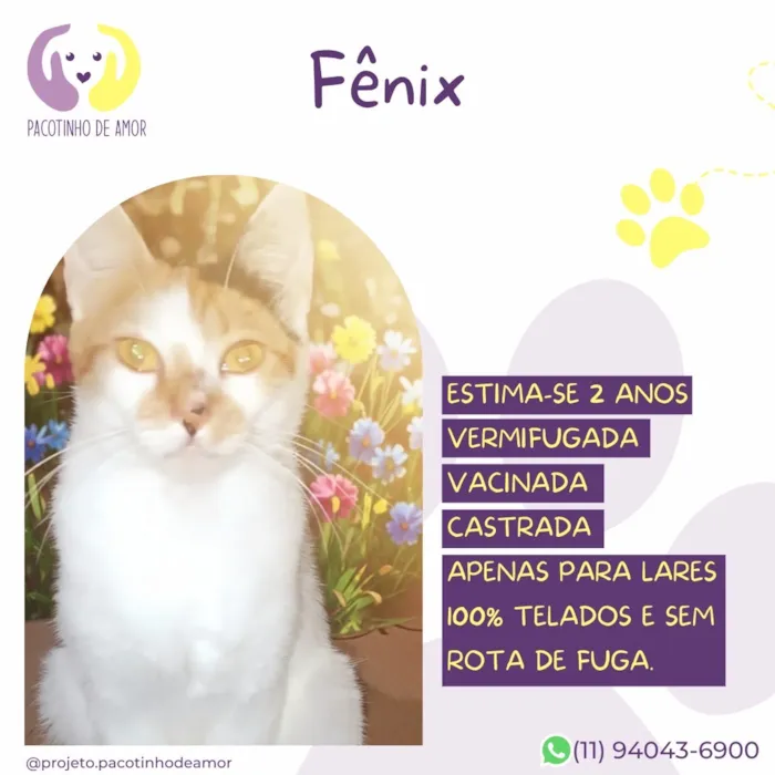 Gato raça SRD-ViraLata idade 2 anos nome Fênix