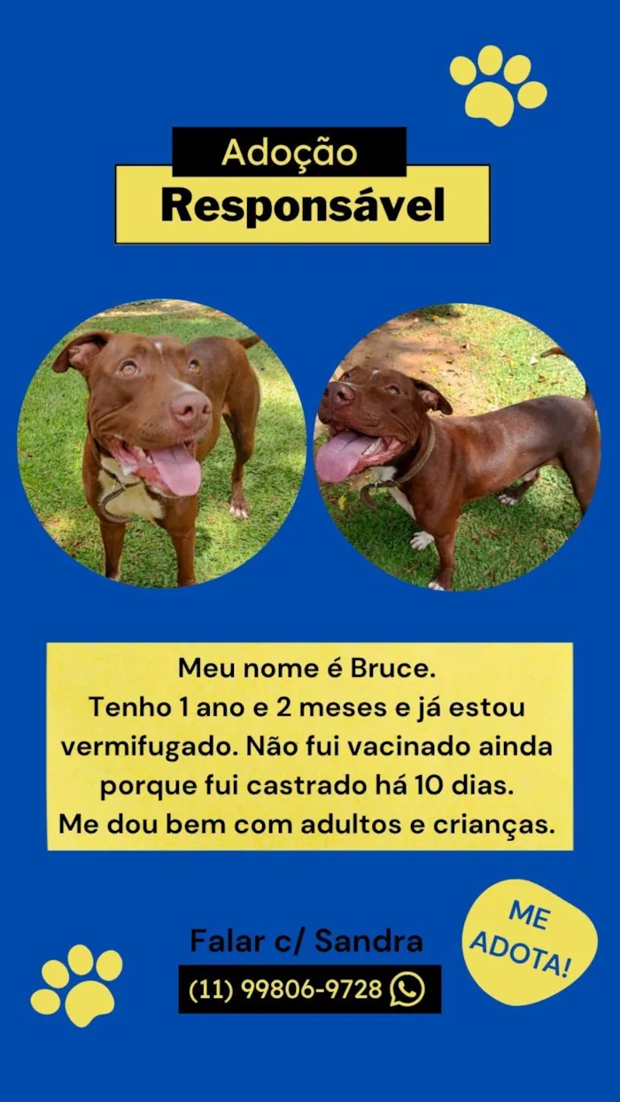 Cachorro raça Pit-Bull idade 1 ano nome Bruce