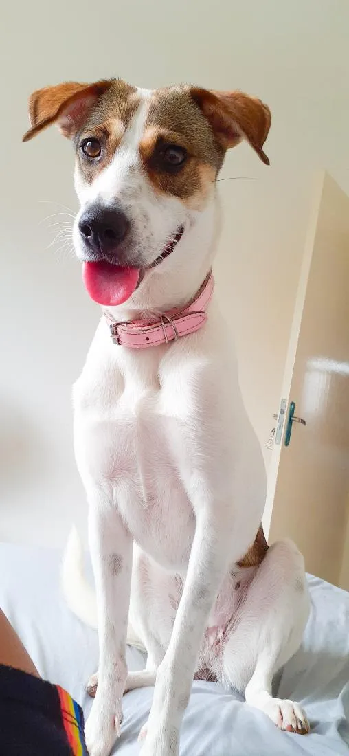 Cachorro raça SRD-ViraLata idade 6 ou mais anos nome Safira