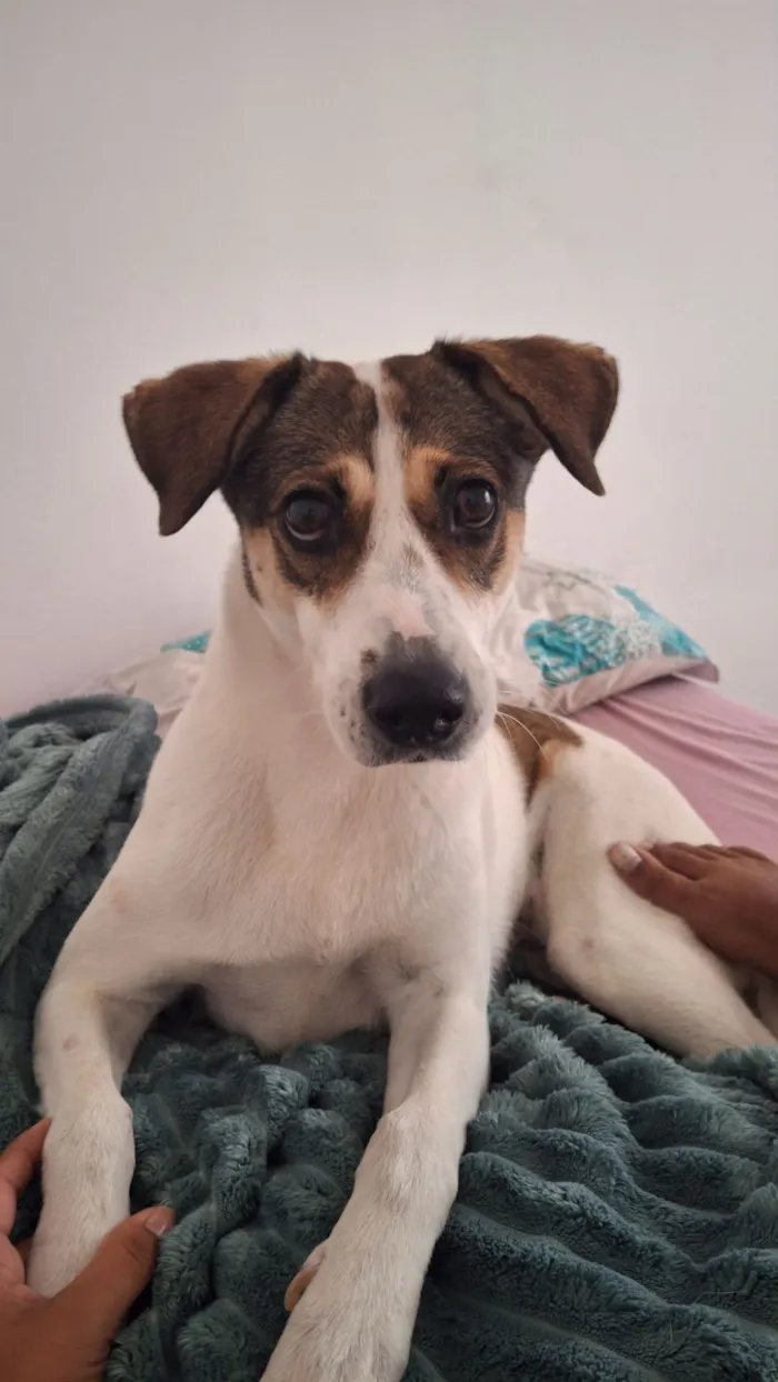 Cachorro raça SRD-ViraLata idade 6 ou mais anos nome Safira