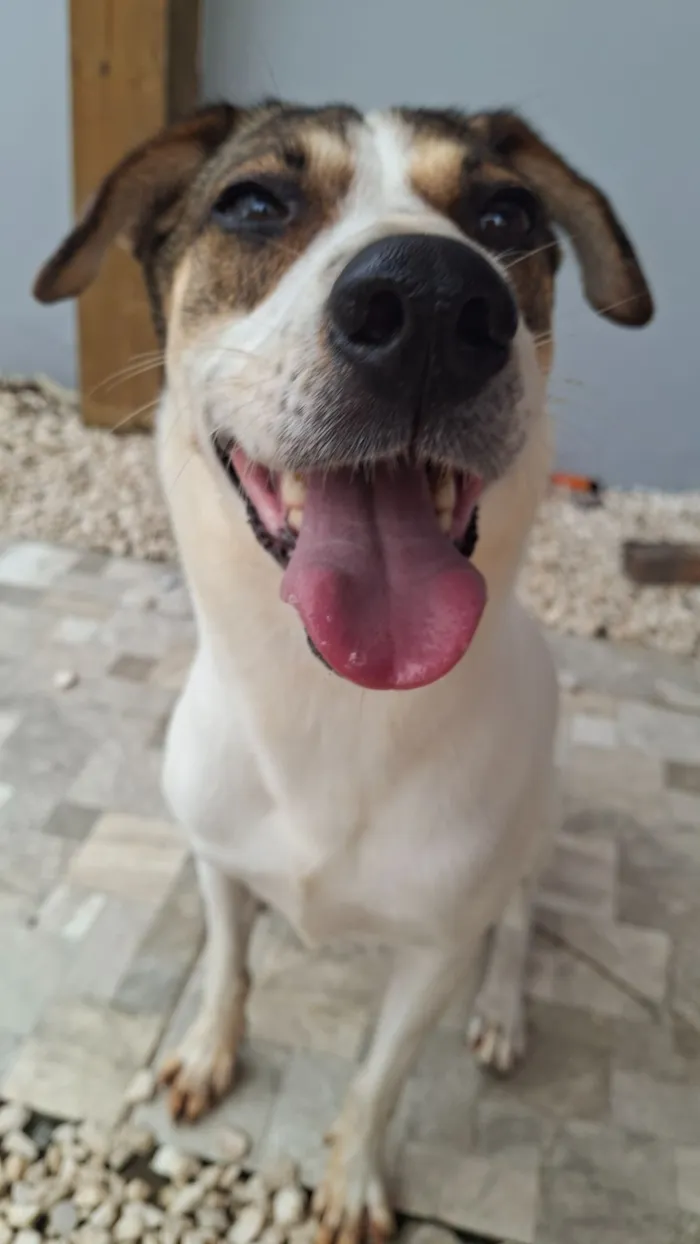 Cachorro raça SRD-ViraLata idade 6 ou mais anos nome Safira