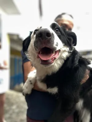 Cachorro raça Cocker idade 1 ano nome Bruno