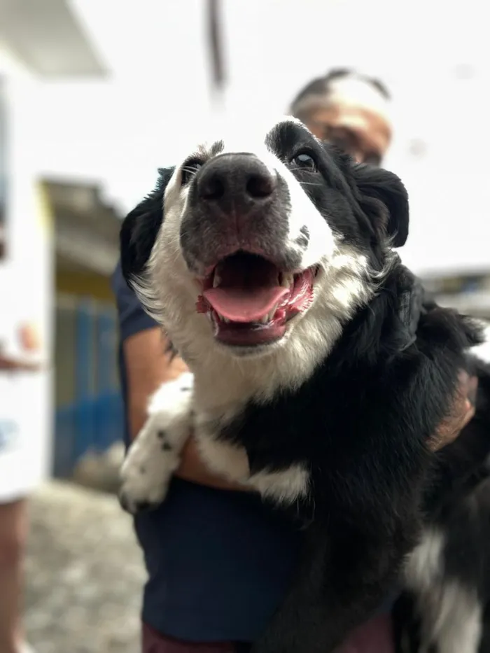 Cachorro raça Cocker idade 1 ano nome Bruno