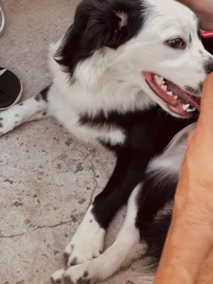 Cachorro raça Cocker idade 1 ano nome Bruno