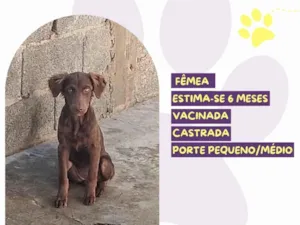 Cachorro raça SRD-ViraLata idade Abaixo de 2 meses nome Milena 
