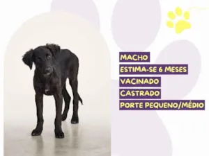 Cachorro raça SRD-ViraLata idade 7 a 11 meses nome Mickey