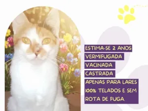 Gato raça SRD-ViraLata idade 2 anos nome Fênix