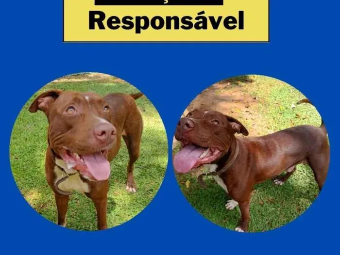 Cachorro raça Pit-Bull idade 1 ano nome Bruce
