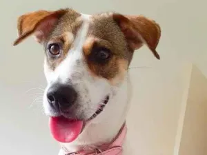 Cachorro raça SRD-ViraLata idade 6 ou mais anos nome Safira