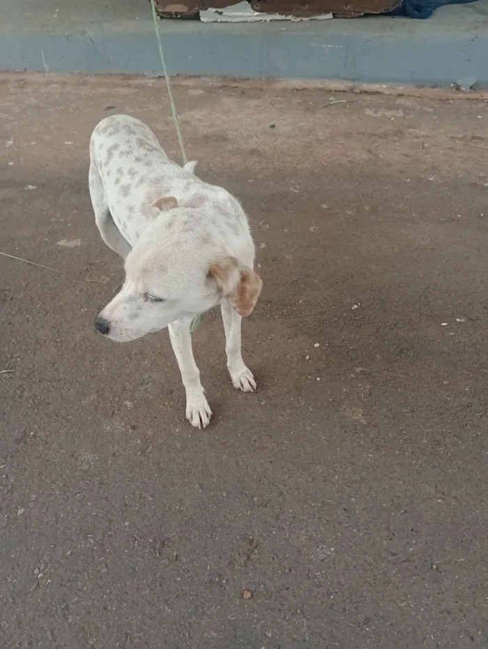 Cachorro raça SRD-ViraLata idade 7 a 11 meses nome branquelo 