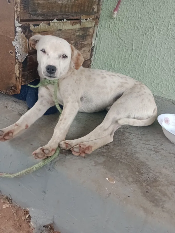 Cachorro raça SRD-ViraLata idade 7 a 11 meses nome branquelo 