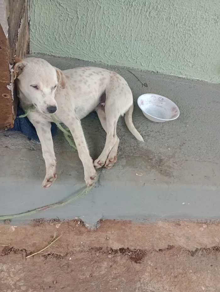 Cachorro raça SRD-ViraLata idade 7 a 11 meses nome branquelo 