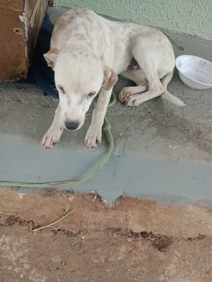 Cachorro raça SRD-ViraLata idade 7 a 11 meses nome branquelo 