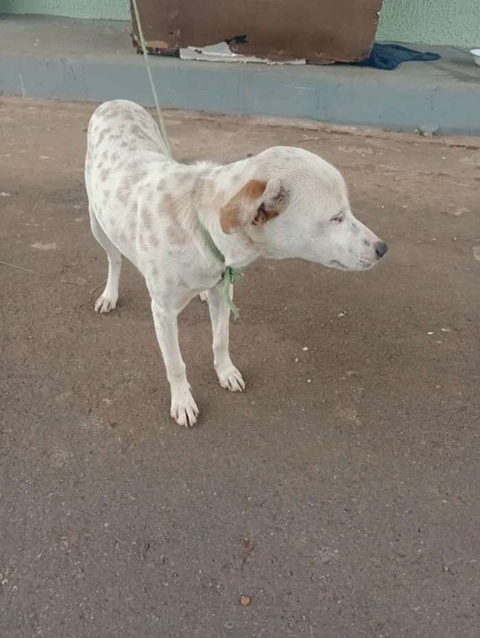 Cachorro raça SRD-ViraLata idade 7 a 11 meses nome Branquelo 